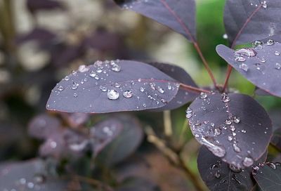 Дождь им к лицу: садовые растения, которые любят непогоду
