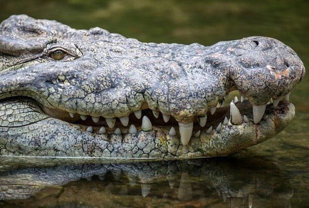 Зубастое нашествие: более 200 крокодилов вышли на улицы мексиканских городов