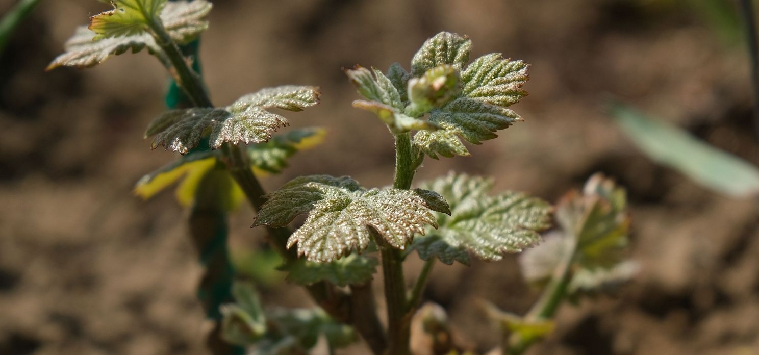 Большинство саженцев, используемых при посадке молодой лозы, выращены в кубанских питомниках.