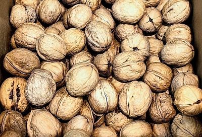 Грецкий орех от плесени: почему его скорлупа – лучший дренаж для комнатных растений