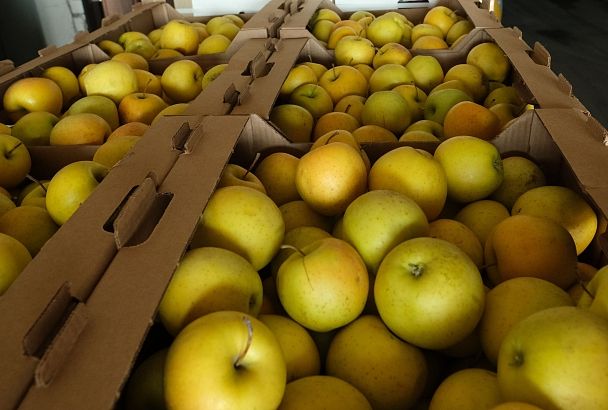 На Кубани создают новую технологию производства сидра из южных сортов яблок