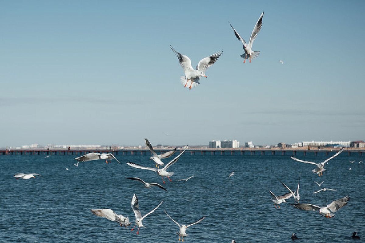 Черное море у берегов Краснодарского края остыло после ливней