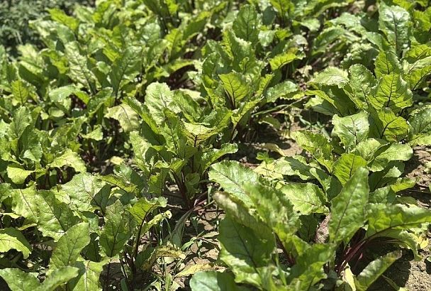 Конец – делу венец: финальная подкормка свеклы в августе для сладости и роста корнеплодов