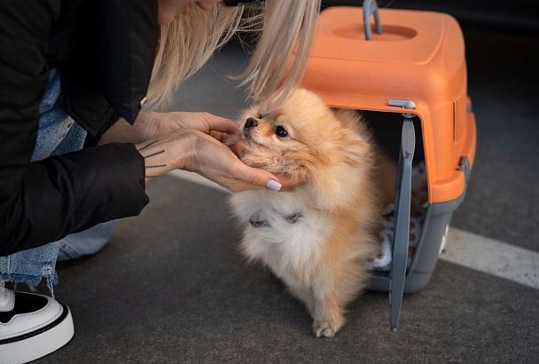 Пассажирка отсудила у авиакомпании 80 тысяч за некомфортный перелет с собакой из Сочи в Красноярск 