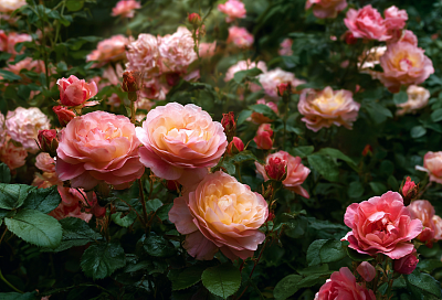 Первая весенняя подкормка роз: зола + кальциевая селитра — розы взорвутся зеленью и бутонами