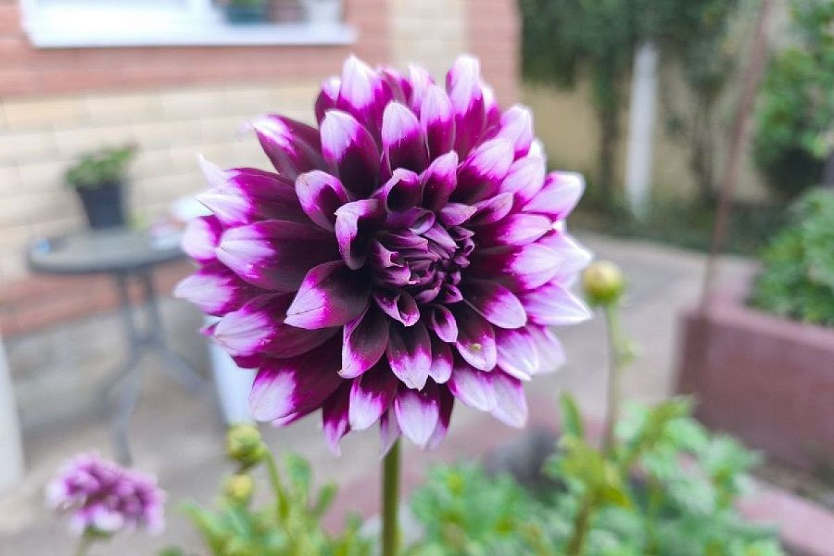 Чем обработать георгины перед хранением: зима будет долгой, но безопасной