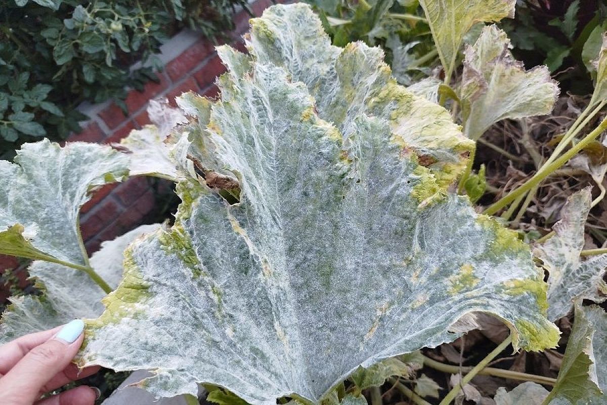 Секретное оружие: коллоидная сера – средство, которое поможет победить в саду всех врагов 