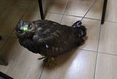 Полицейские изъяли орла у фотографа в Анапе