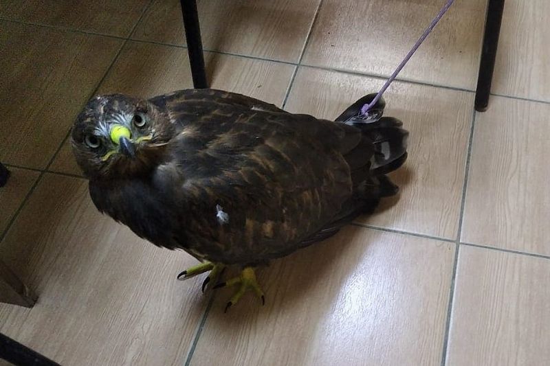 Полицейские изъяли орла у фотографа в Анапе