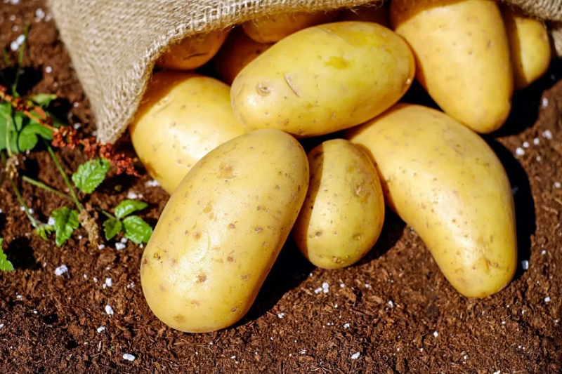 «Неизвестно, что зимой будет»: кубанские огородники планируют посадить больше картофеля