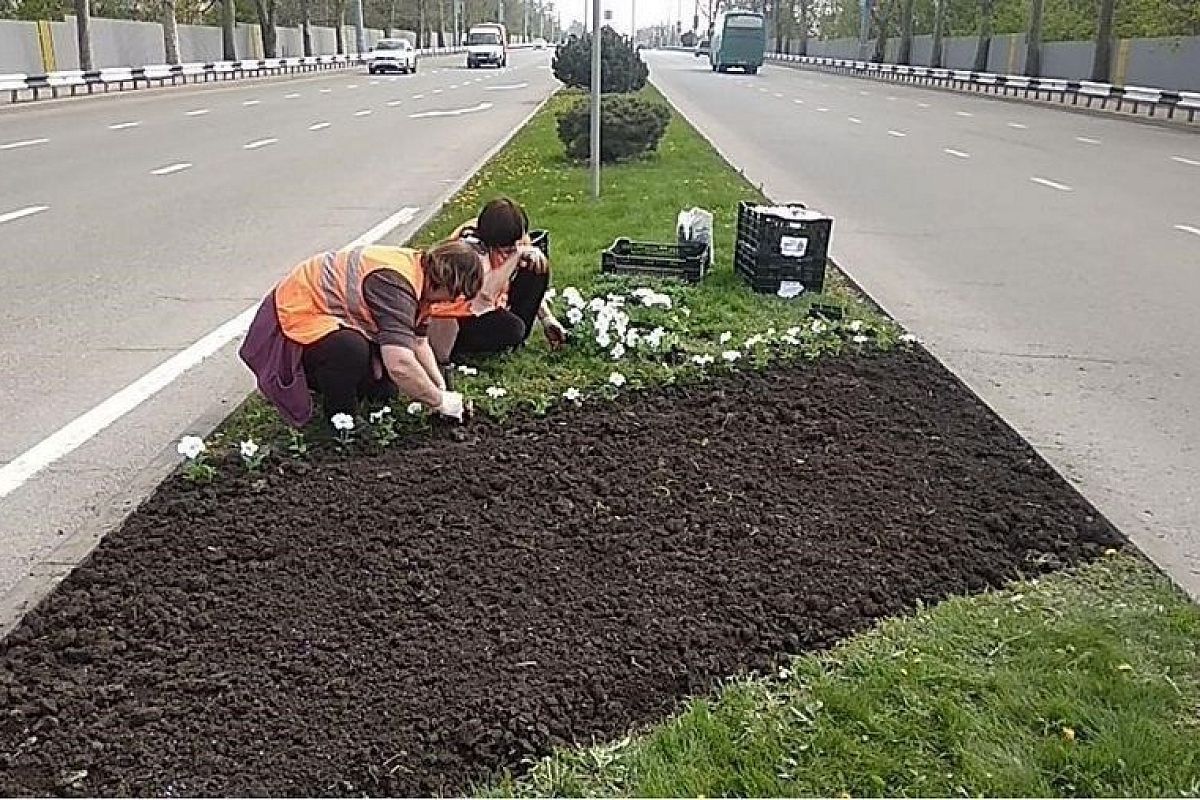 Виола, тюльпаны и крокусы: 200 тыс. цветов высадят осенью в Краснодаре