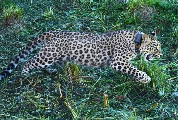 Родившегося в Сочи самца переднеазиатского леопарда выпустили в Северной Осетии