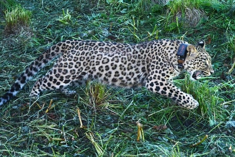 Родившегося в Сочи самца переднеазиатского леопарда выпустили в Северной Осетии