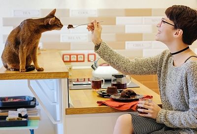 Как надо правильно кормить кошку: 5 полезных советов