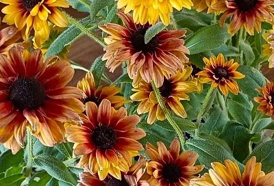 Посадил и забыл: топ-5 садовых цветов, которым не нужен постоянный полив