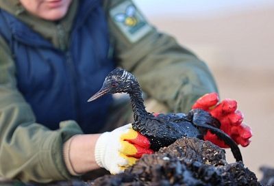 Более 1,2 тысячи птиц спасли после разлива мазута на побережье Краснодарского края 