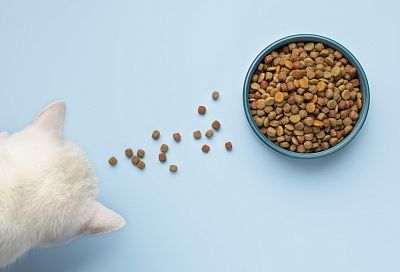 Россиян заставят кормить своих питомцев только этим: владельцев кошек и собак удивит новый закон