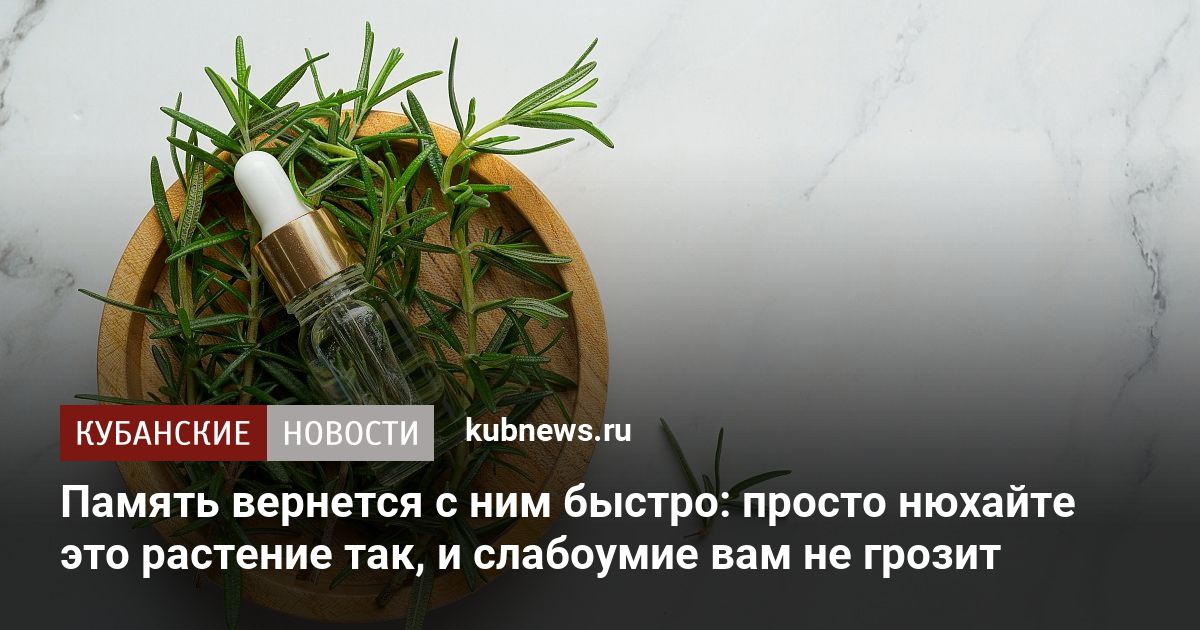 Память вернется с ним быстро просто нюхайте это растение так и слабоумие вам не грозит 18 8120