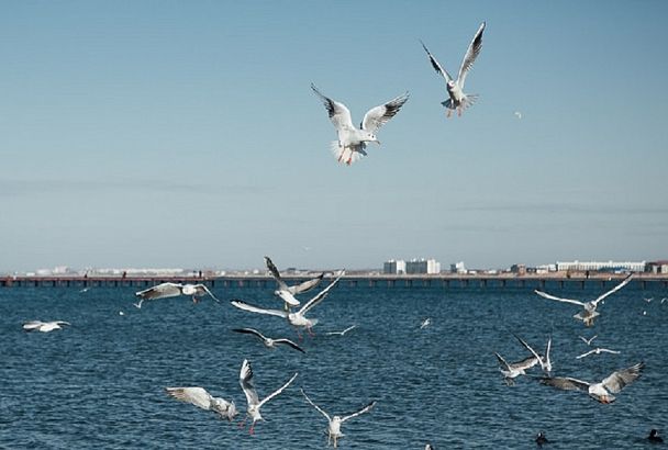 Главный синоптик страны рассказал о температуре морской воды на российских курортах