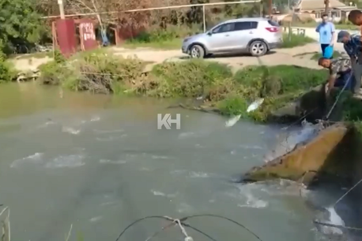 В Славянском районе сотни толстолобиков стали добычей браконьеров, оказавшись в западне