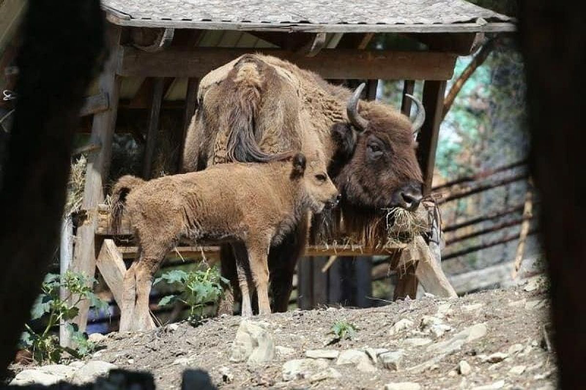 В сафари-парке Геленджика родились зубрята