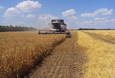 Битва за урожай: как в Краснодарском крае проходит уборка ячменя