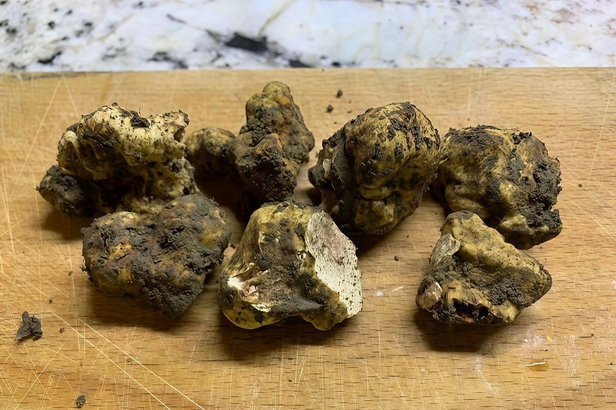Самый ценный вид трюфеля обнаружили в Краснодарском крае