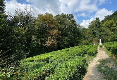 Новый маршрут для познавательного туризма разработали в Сочи