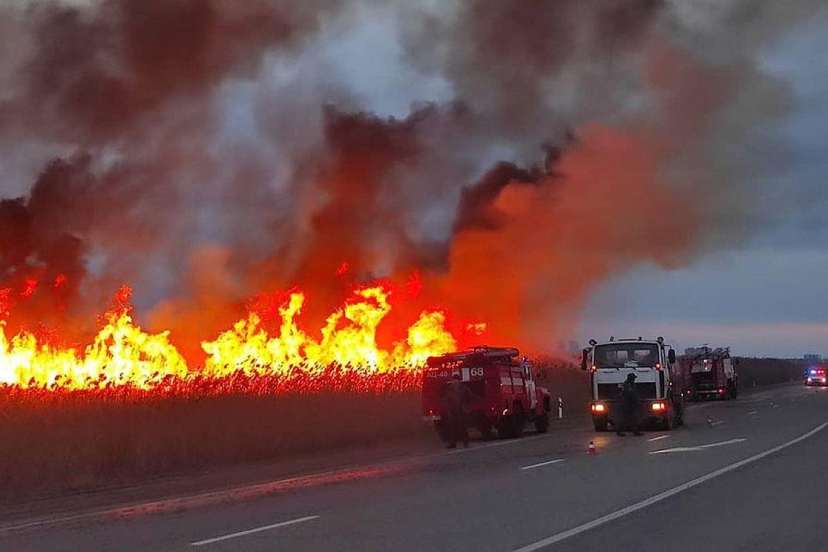 Тушение крупного пожара в плавнях под Анапой осложняется сильным ветром