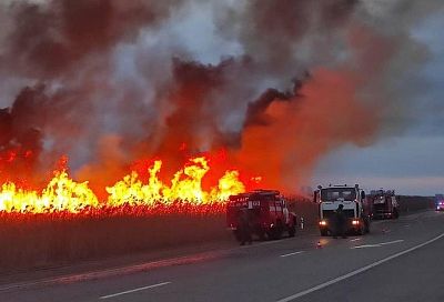 Тушение крупного пожара в плавнях под Анапой осложняется сильным ветром