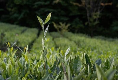 Генетическую карту холодоустойчивости российского чая создали ученые из Сочи совместно с китайскими коллегами