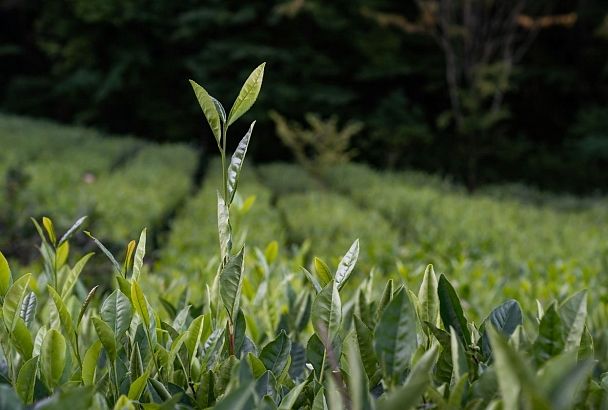 Генетическую карту холодоустойчивости российского чая создали ученые из Сочи совместно с китайскими коллегами
