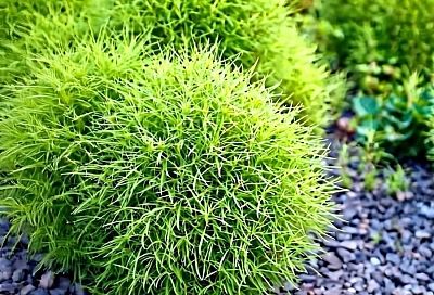 Весной высаживают кохию, а осенью любуюсь ее красотой: как это растение превращает сад в живую картину, которая меняется с каждым новым сезоном.