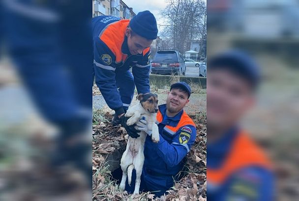 Спасатели достали провалившегося в колодец щенка в Новороссийске