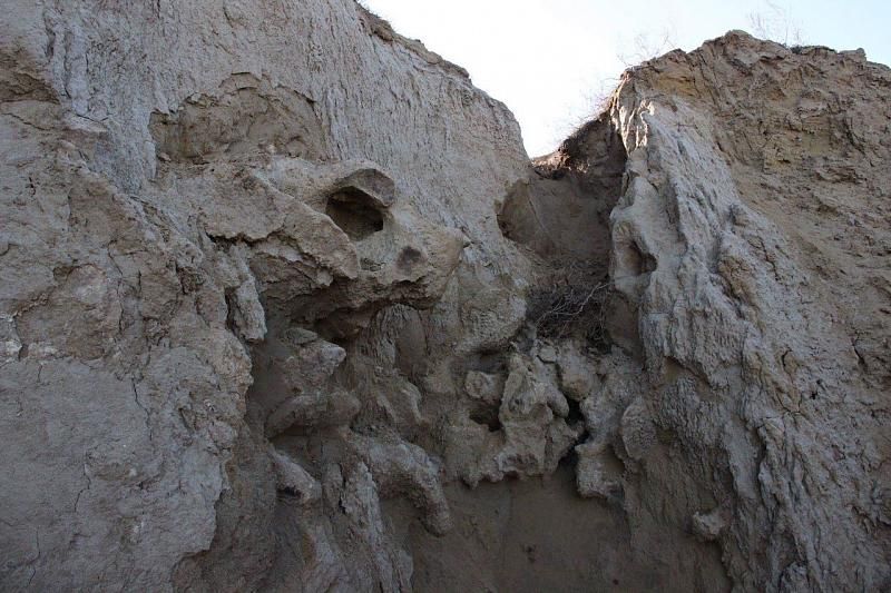 На Тамани нашли ископаемые кости доисторического животного