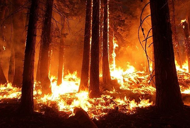 В Краснодарском крае возбудили уголовное дело после пожара в лесу Пятой щели