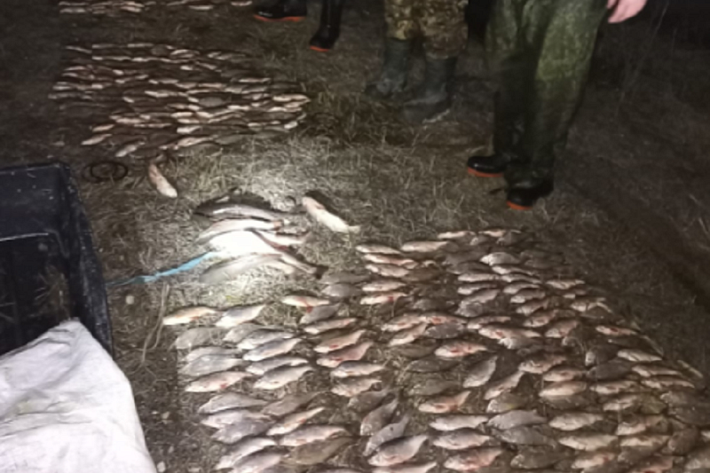 На Кубани осудили троих браконьеров за выловленную на 4,5 млн рублей рыбу 
