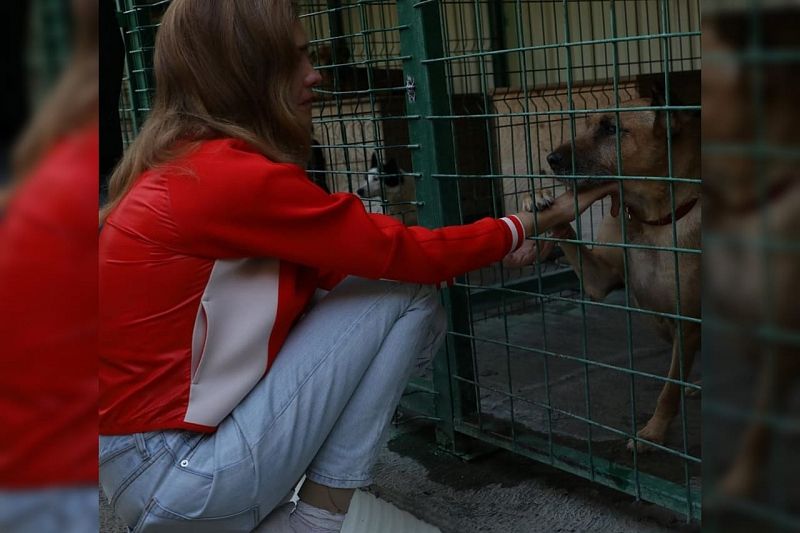 Наталья Водянова попросила приютить искалеченную детьми собаку из приюта в Сочи