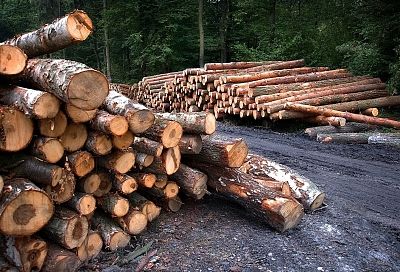 В Туапсинском районе «черные лесорубы» за полтора года уничтожили деревья на 240  млн рублей