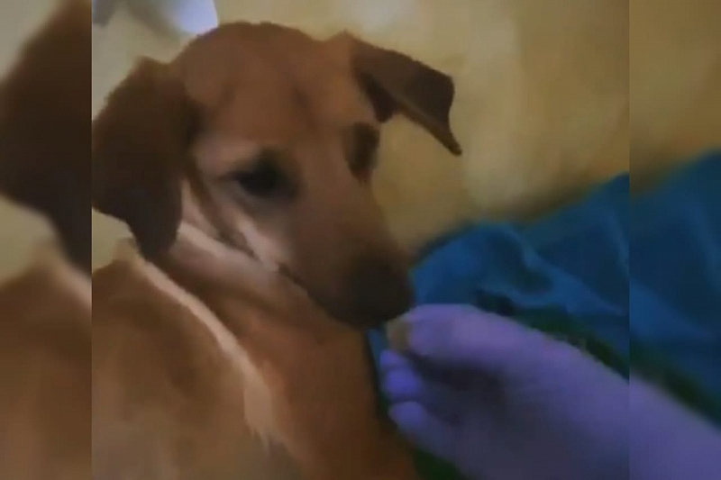 В Геленджике возбуждено уголовное дело  после расстрела собаки