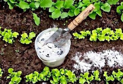 Этот универсальный порошок решает множество задач зимой: зола не только удобрение, но и защитник сада