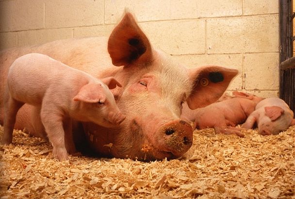 На Кубани убытки свиноводов от вспышки АЧС оценили в 500 млн 