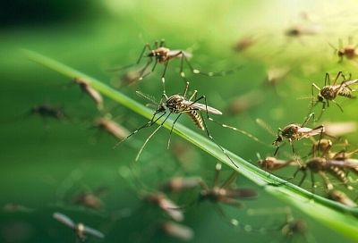 Народное средство от луковой мухи и других вредителей: эффективные методы борьбы