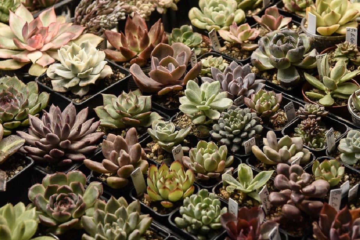 Поменьше поливать, побольше освещать: Лариса Козловская рассказала, как вырастить такие же шикарные суккуленты, как у нее 