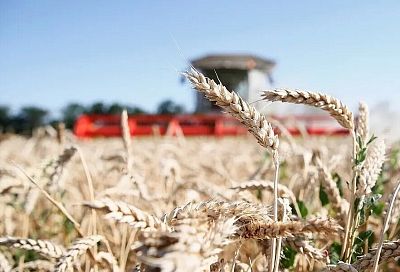 Аграрии Краснодарского края одними из первых в России приступили к уборке зерновых культур