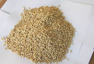 При болях в животе пью отвар из овса - проблема исчезает быстро