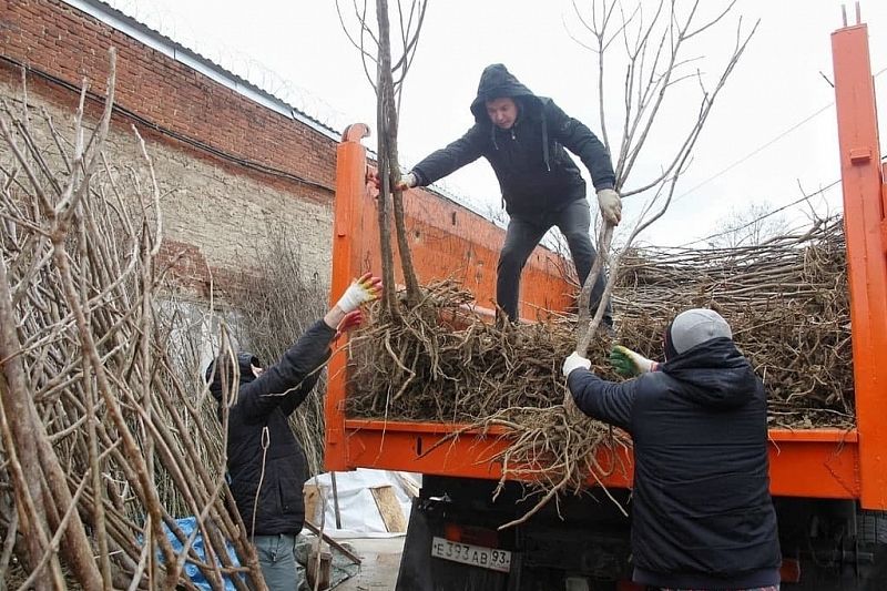 Жителям Краснодара раздали более 12 тысяч саженцев 