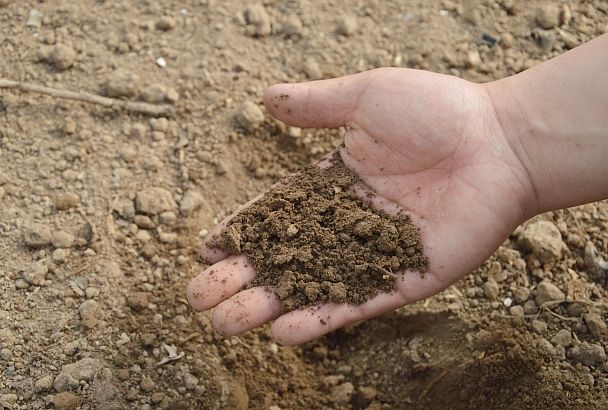 Добавки для растений: что нужно знать перед тем, как добавлять удобрение в почву