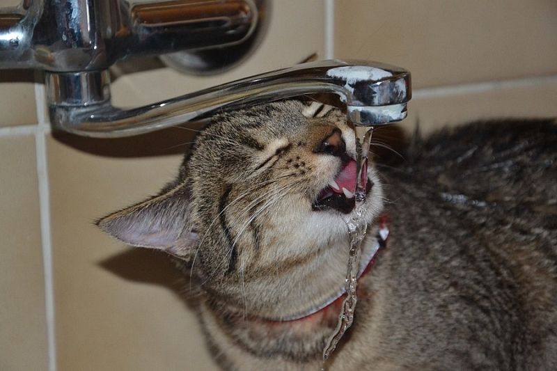 Три версии того, почему котам нравится пить из-под крана