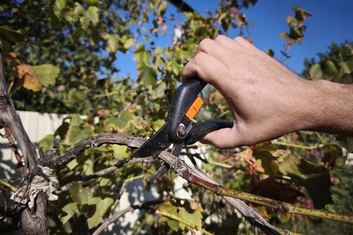 Три золотых правила осенней обрезки винограда: сделайте так, и в следующем году грозди будут ломить лозу